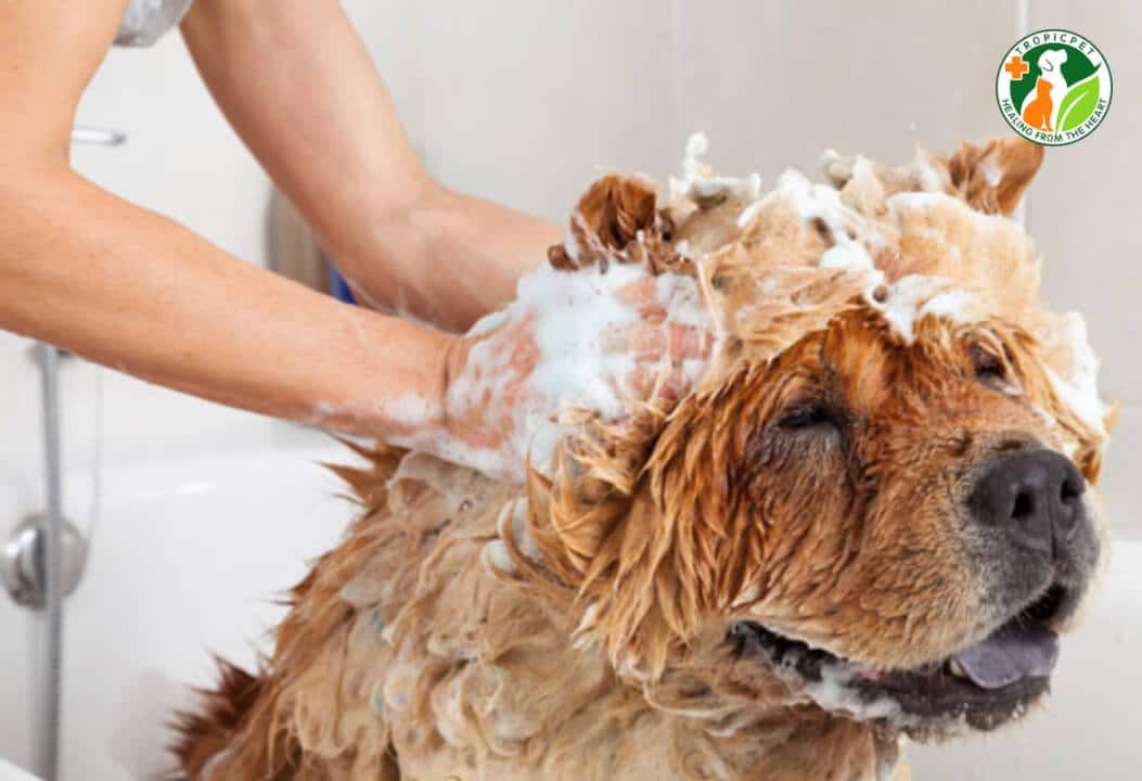 Cách tắm cho chó con
