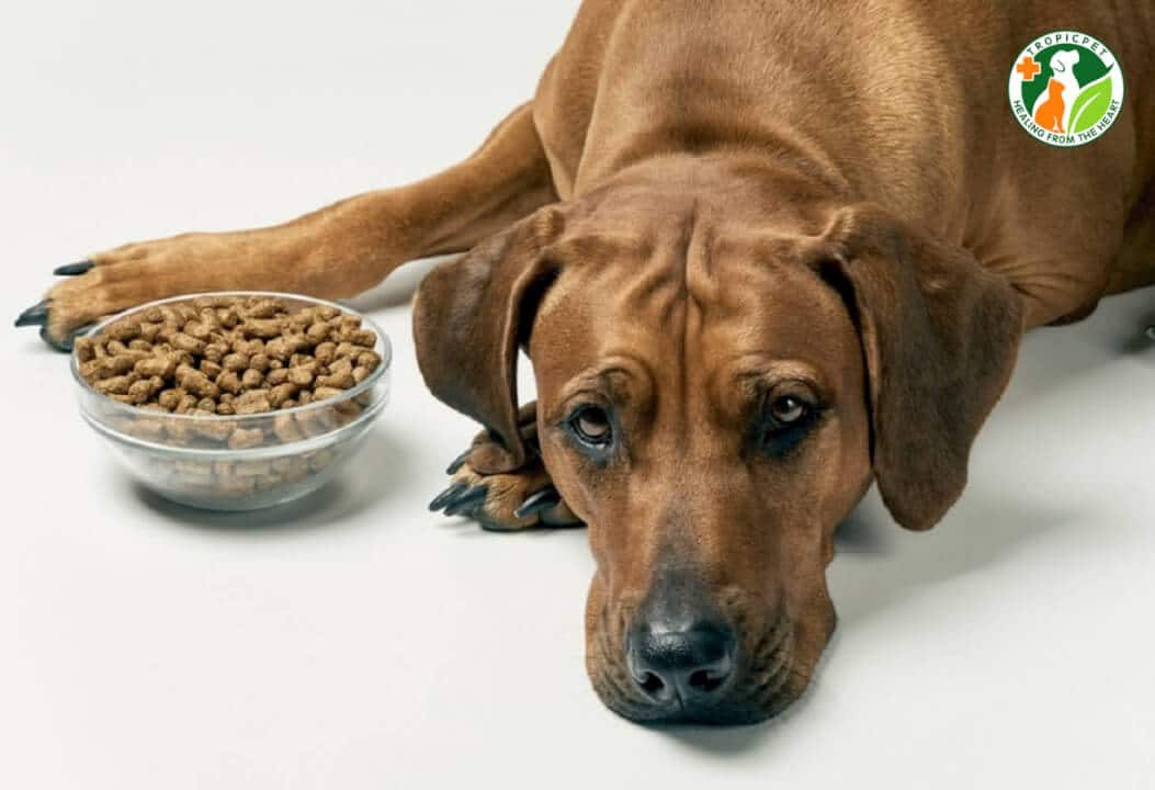 Tại sao chó bỏ ăn