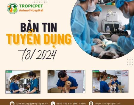 Bản tin tuyển dụng tháng 8-2024