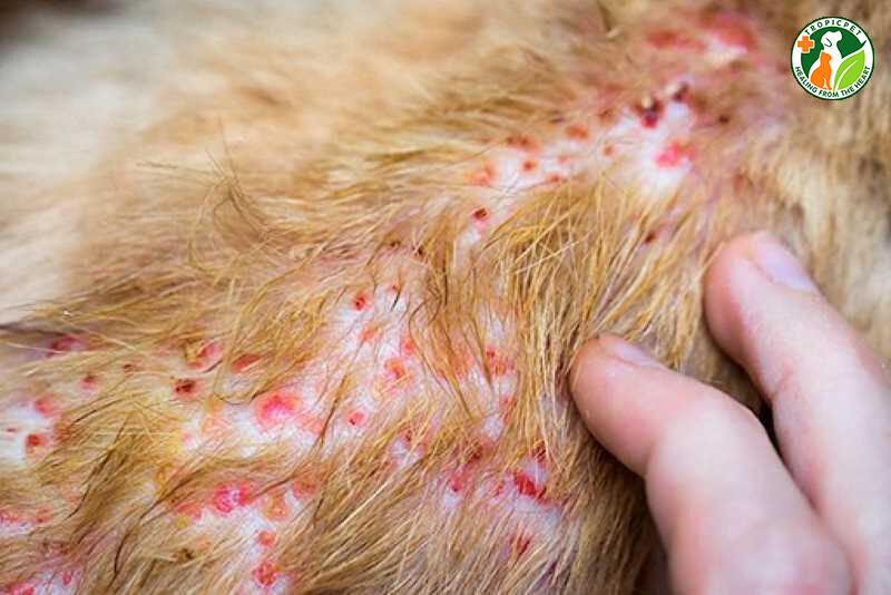Chó bị rụng lông và viêm đỏ do bệnh ghẻ