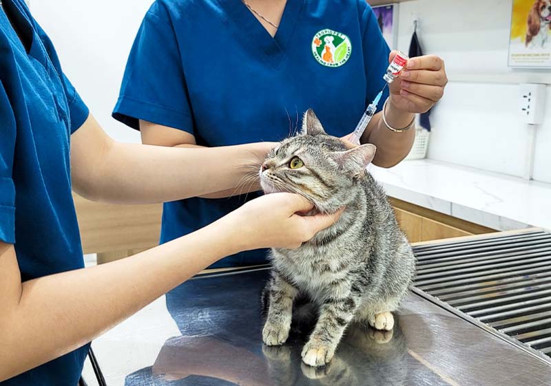 Tiêm phòng vaccine cho mèo tại tropicpet