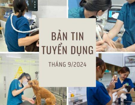 Bản tin tuyển dụng tháng 9-2024