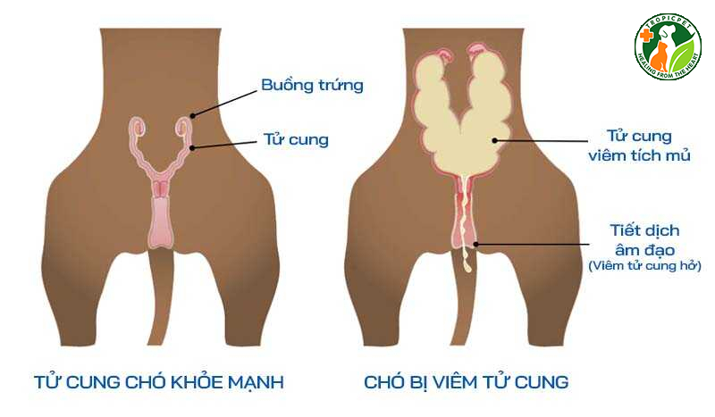 Chó bị viêm tử cung