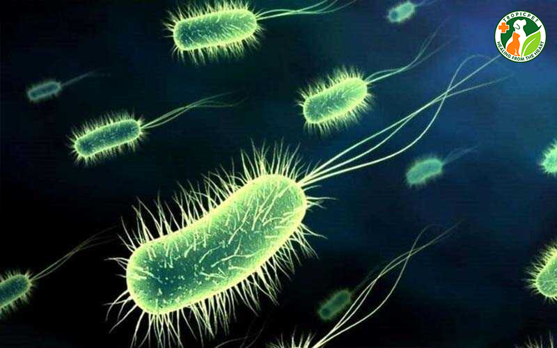 Vi khuẩn e. Coli gây viêm tử cung trên chó