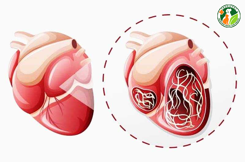 Bệnh giun tim ở chó mèo