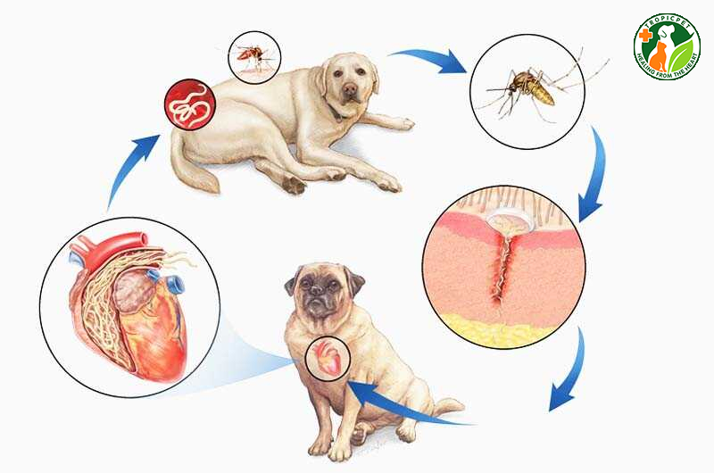 Bệnh giun tim ở chó mèo – Tư vấn từ chuyên gia thú y