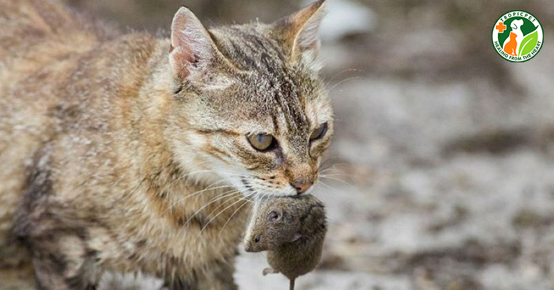 Mèo ăn phải chuột đã nhiễm bả