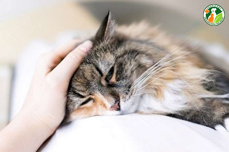 Mèo bị sảy thai