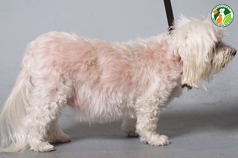 Tại Sao Lông Poodle Không Xoăn? Cách Để Lông Poodle Xoăn Đẹp 6 Tại sao lông poodle không xoăn