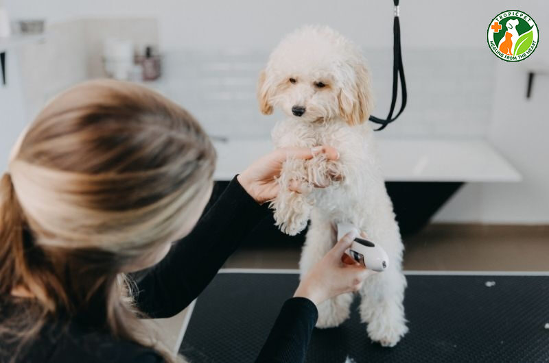 cạo lông máu cho poodle