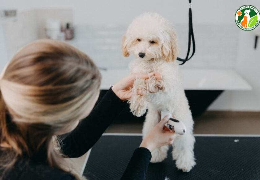 cạo lông máu cho poodle