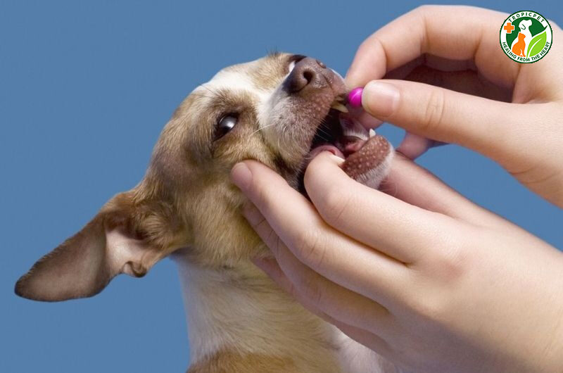 cho chó uống thuốc tẩy giun của người được không