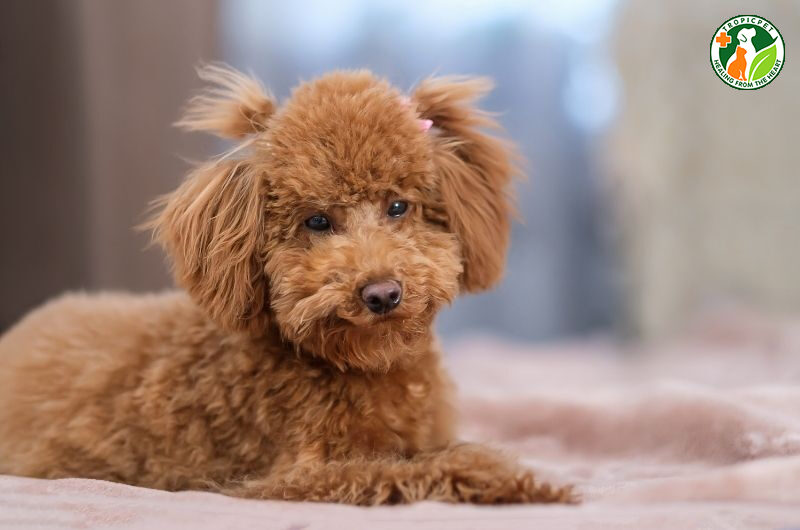 chu kỳ kinh nguyệt của chó poodle