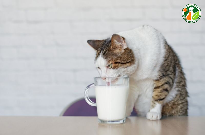 Có nên cho mèo uống sữa của người