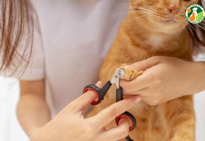 cắt móng cho mèo