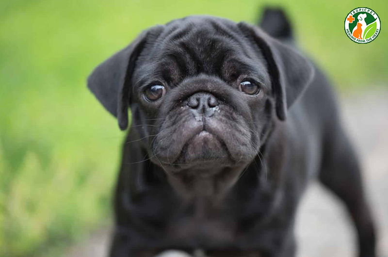 Chó pug