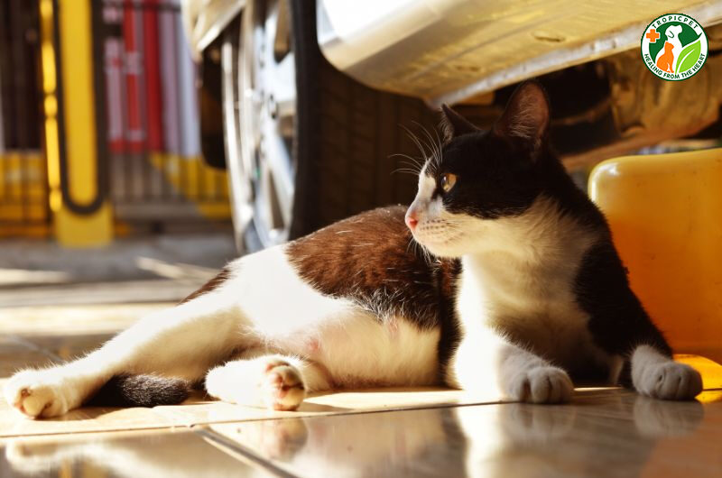 dấu hiệu mèo có bầu
