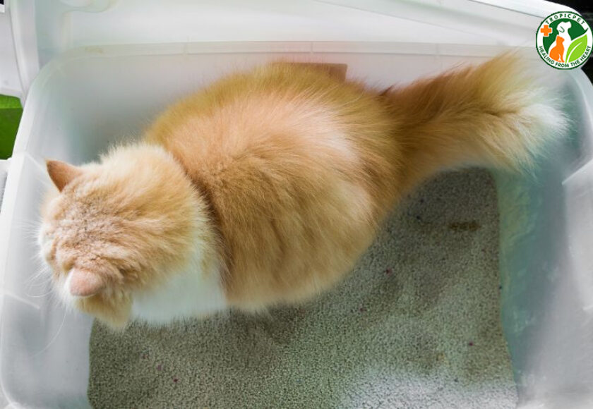 mèo đi ngoài ra máu