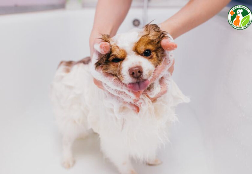 tắm cho chó bị lở loét da