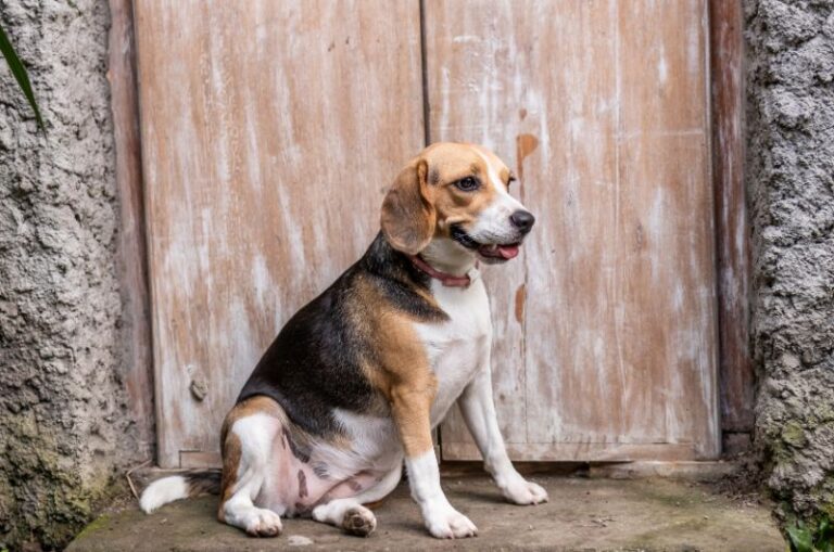 Cẩm nang về chó Beagle - Chó săn thỏ dễ thương và thân thiện