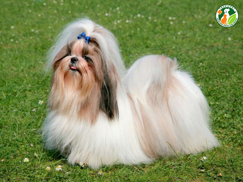 Chó Shih Tzu: Vẻ đẹp hoàng gia và tính cách thân thiện