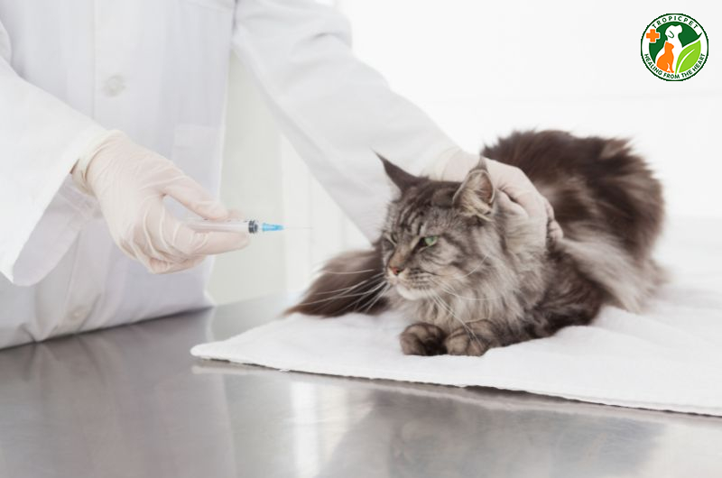 Mèo maine coon