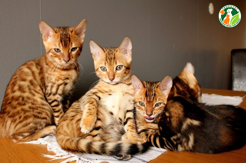 Đặc điểm mèo bengal