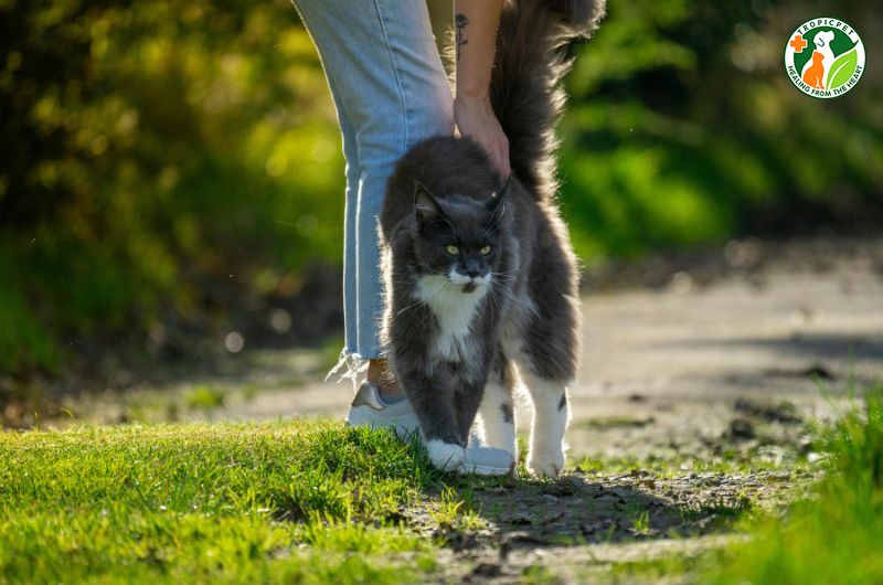 Mèo maine coon