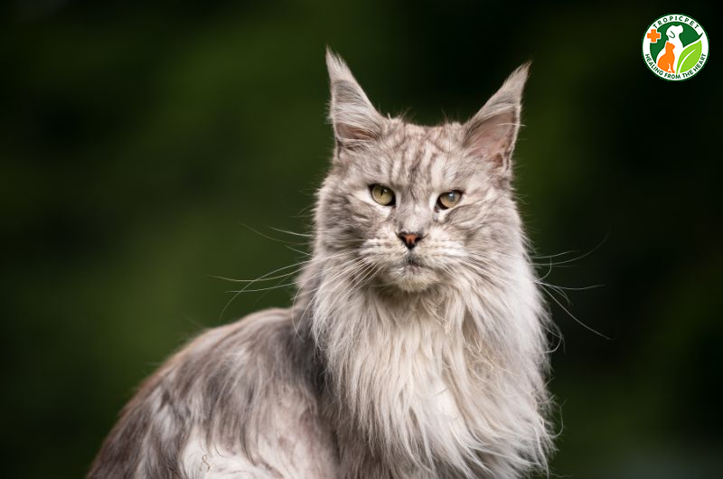 Mèo maine coon