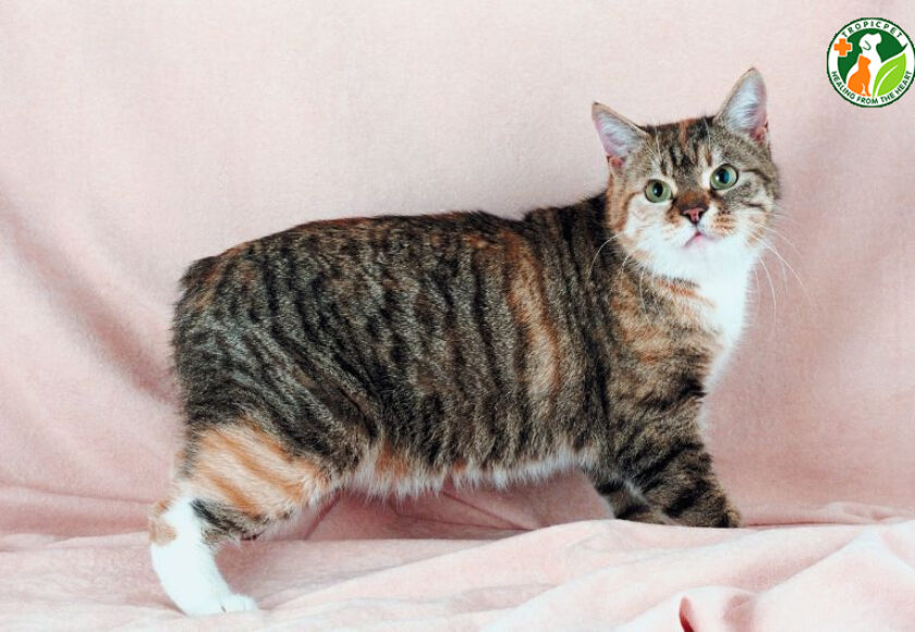 mèo manx