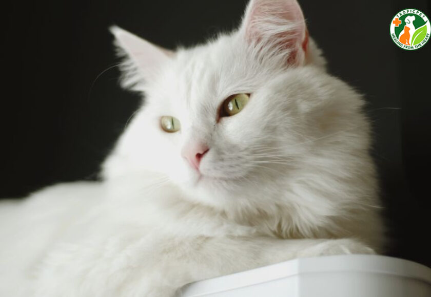 mèo angora