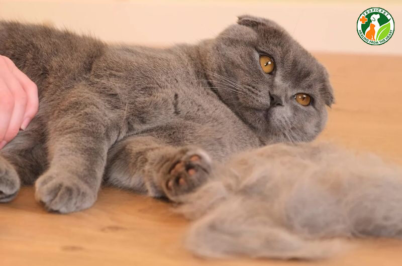 mèo rụng lông nhiều