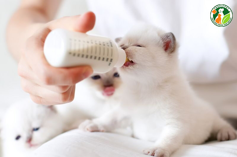 cách cho mèo con uống sữa