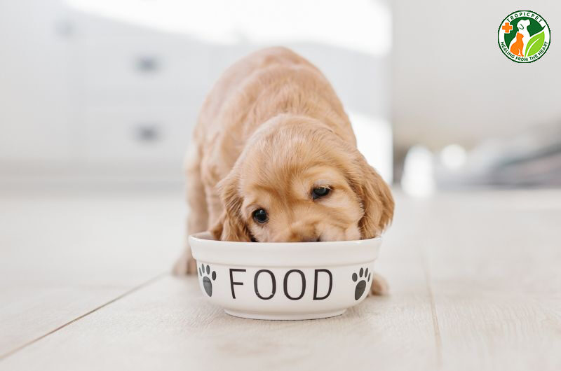 cách nhận biết chó con đói