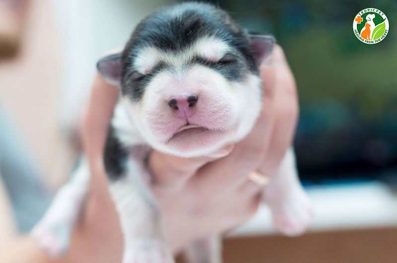 cách nuôi chó con mới đẻ bị mất mẹ