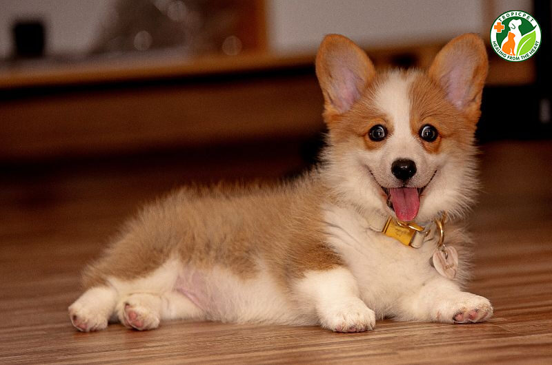 cách nuôi chó con mới về nhà