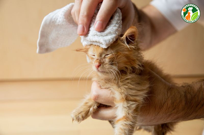 cách tắm cho mèo con 1 tháng tuổi