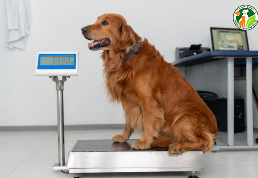 cân nặng của chó theo tháng tuổi