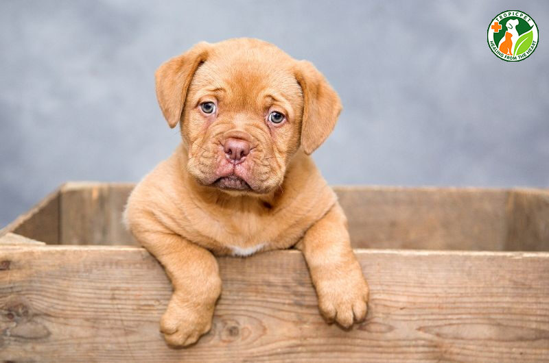 chó con kêu ư ử liên tục