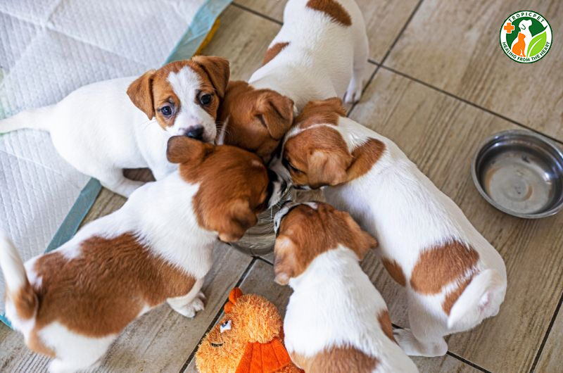 chó con mấy ngày biết ăn
