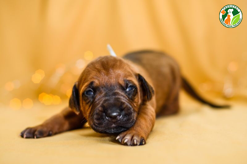 chó con mấy ngày biết đi