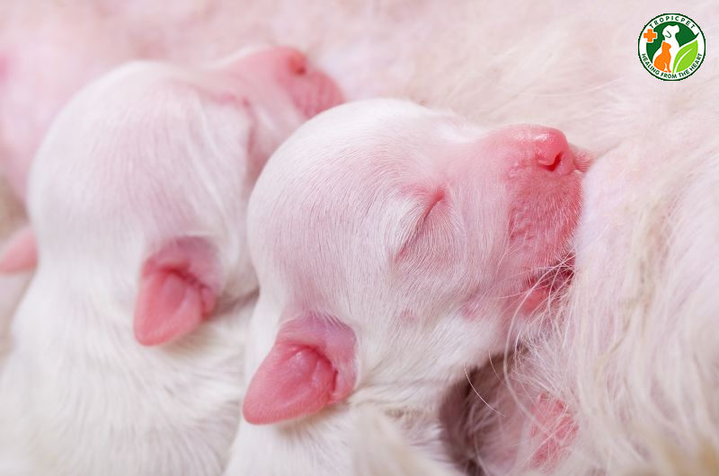 chó con mấy tháng cai sữa