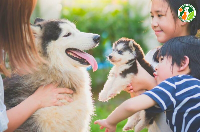 lợi ích của việc nuôi thú cưng