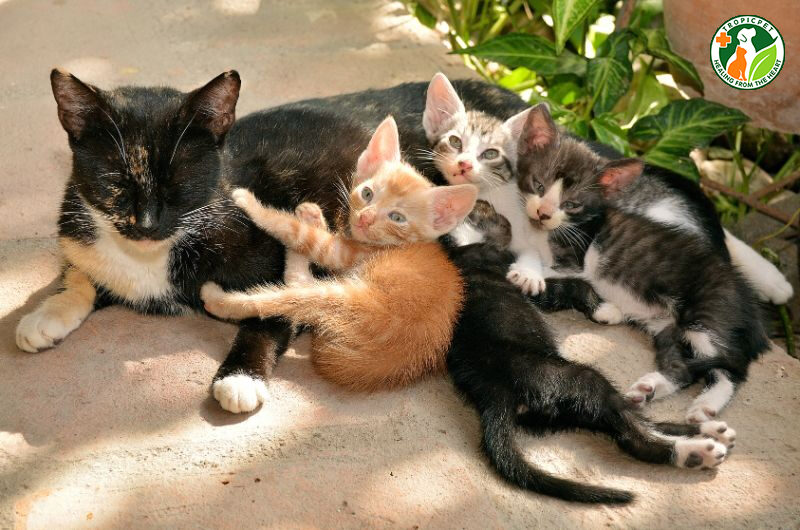mèo đẻ lứa đầu mấy con
