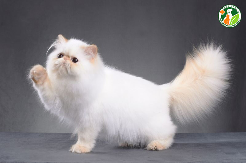 tuổi thọ của mèo