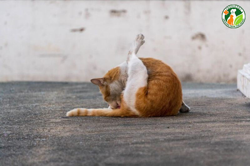 tuyến hôi của mèo