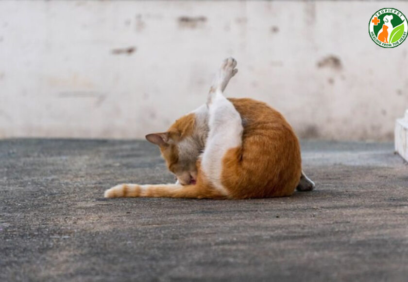 tuyến hôi của mèo