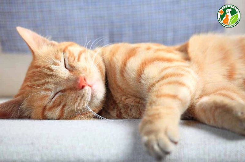 dáng ngủ của mèo nói lên điều gì