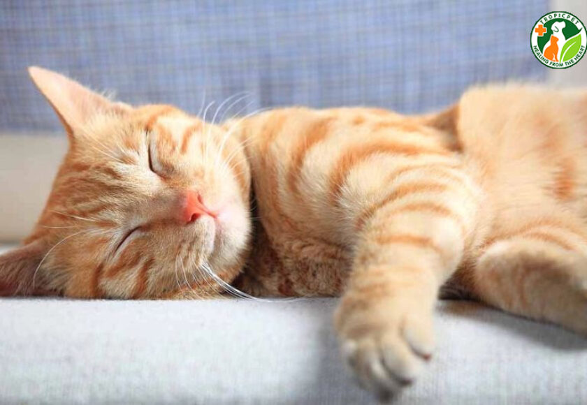 dáng ngủ của mèo nói lên điều gì