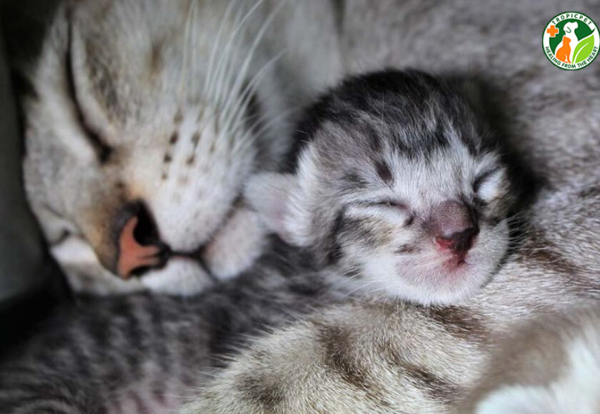 dấu hiệu mèo khó đẻ